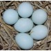 POT LUCK LARGE FOWL HATCHING EGGS